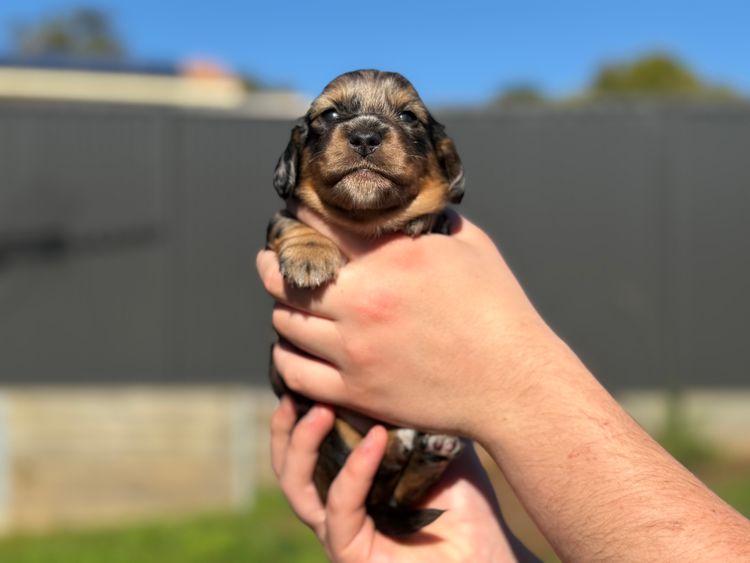 Dachshund Obsession
