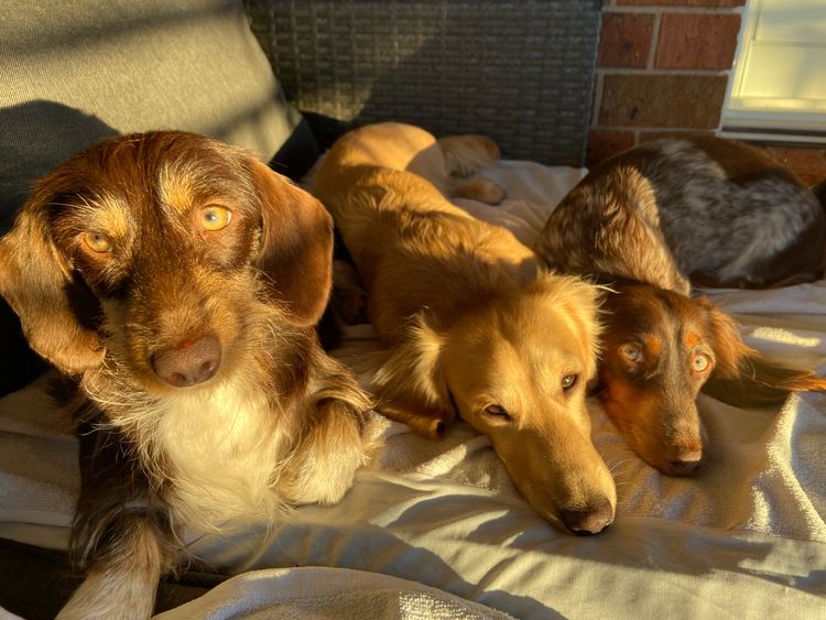 Dachshund Obsession
