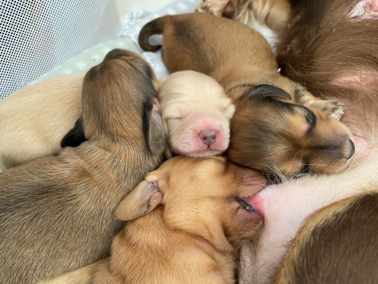 Dachshund Obsession