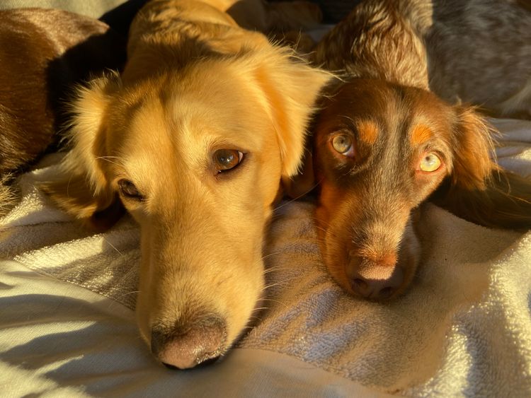 Dachshund Obsession