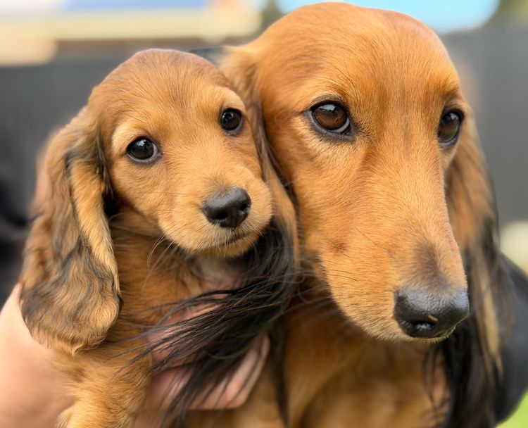 Dachshund Obsession