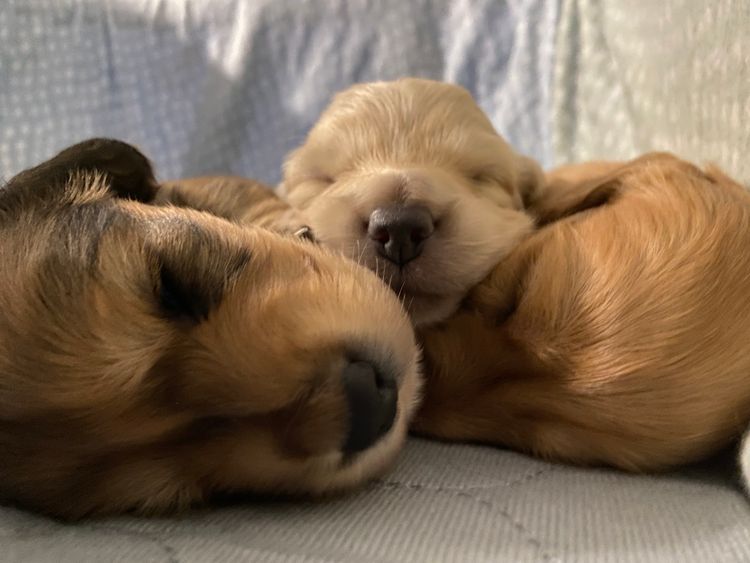 Dachshund Obsession