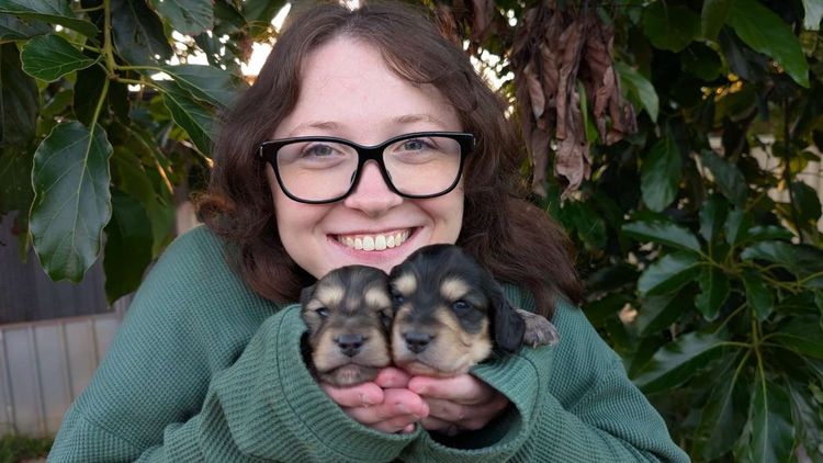 Dachshund Obsession