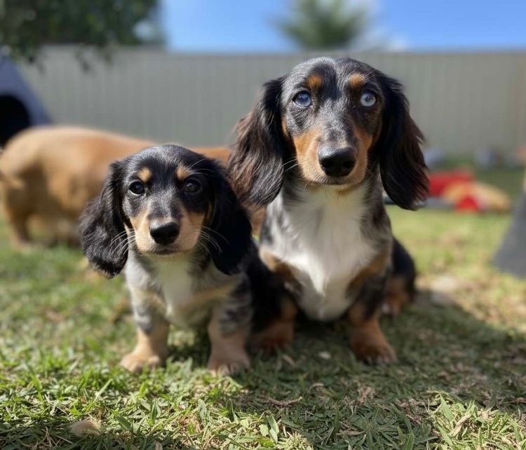 Dachshund Obsession