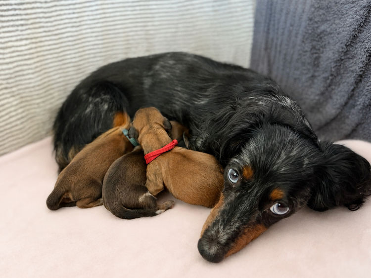 Dachshund Obsession