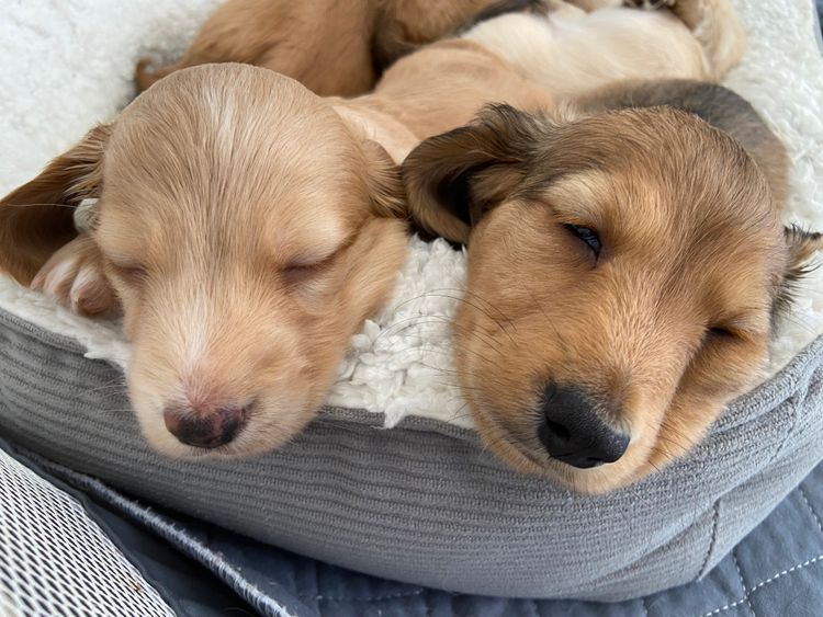 Dachshund Obsession