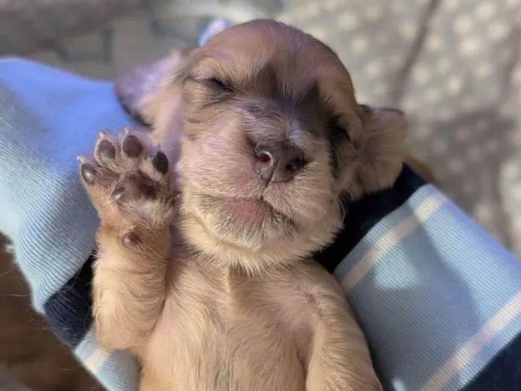 Dachshund Obsession