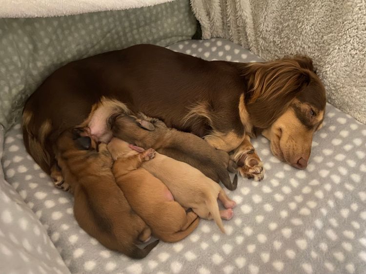 Dachshund Obsession