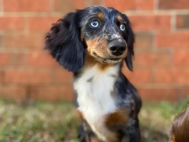 Dachshund Obsession
