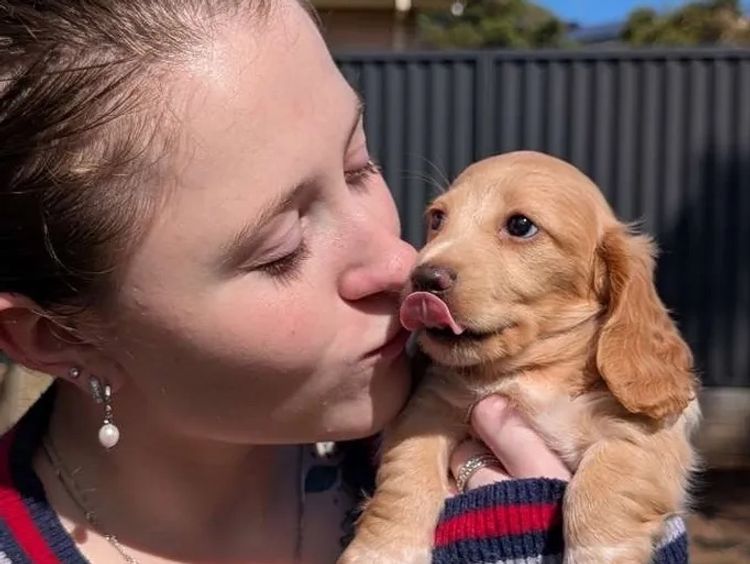 Dachshund Obsession