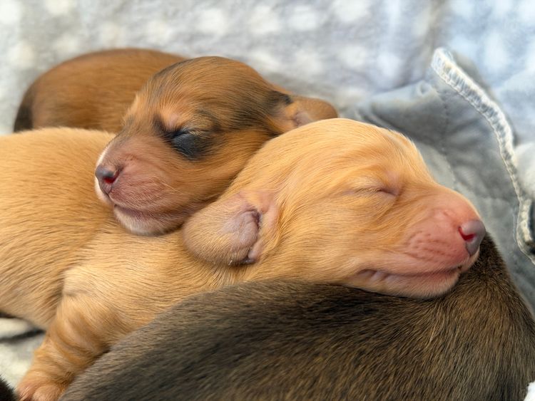Dachshund Obsession