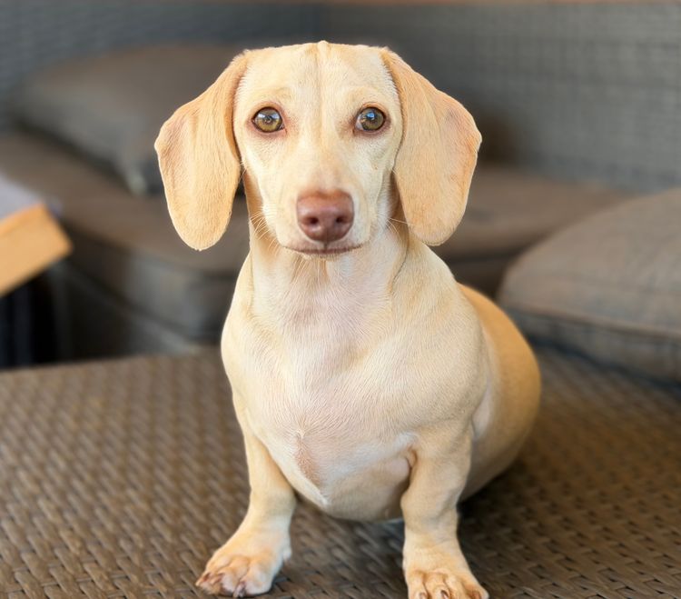 Dachshund Obsession