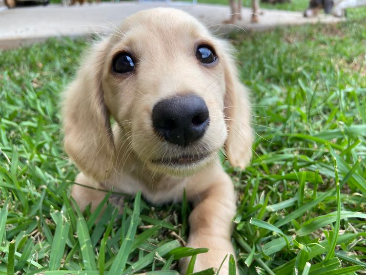 Dachshund Obsession