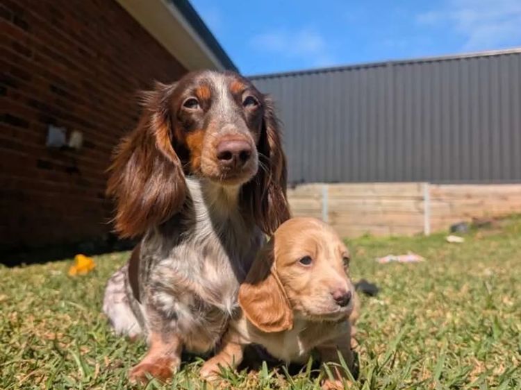 Dachshund Obsession