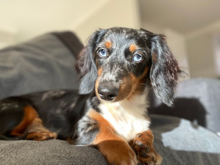 Dachshund Obsession