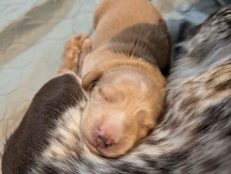 Dachshund Obsession