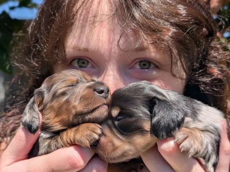 Dachshund Obsession