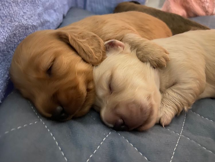 Dachshund Obsession