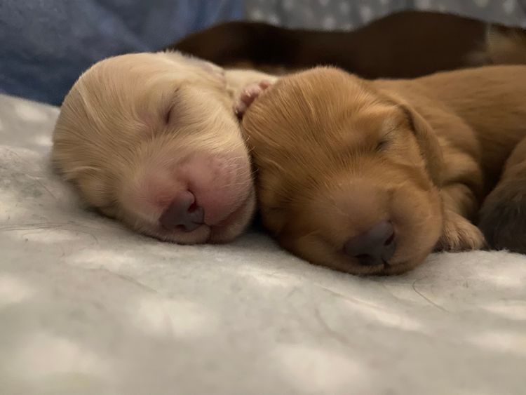 Dachshund Obsession