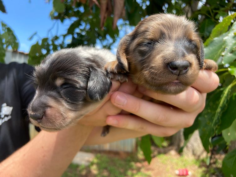 Dachshund Obsession