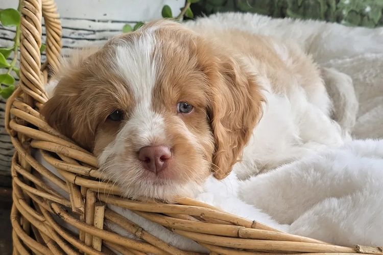 Serendipity Farmlet Albany Cavoodles