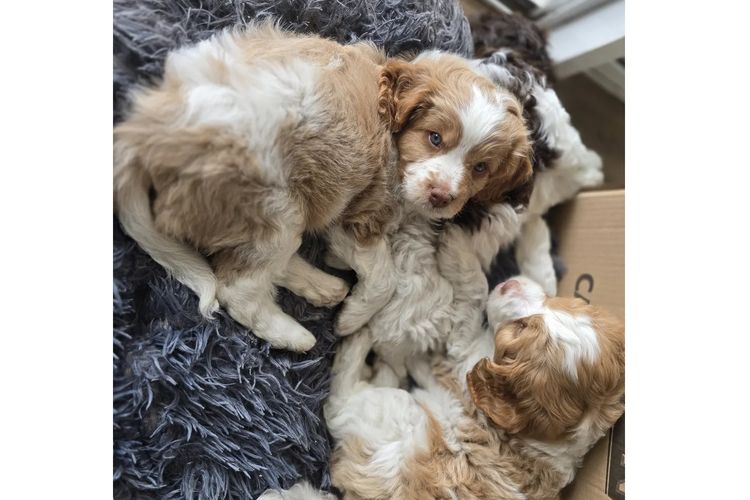 Serendipity Farmlet Albany Cavoodles