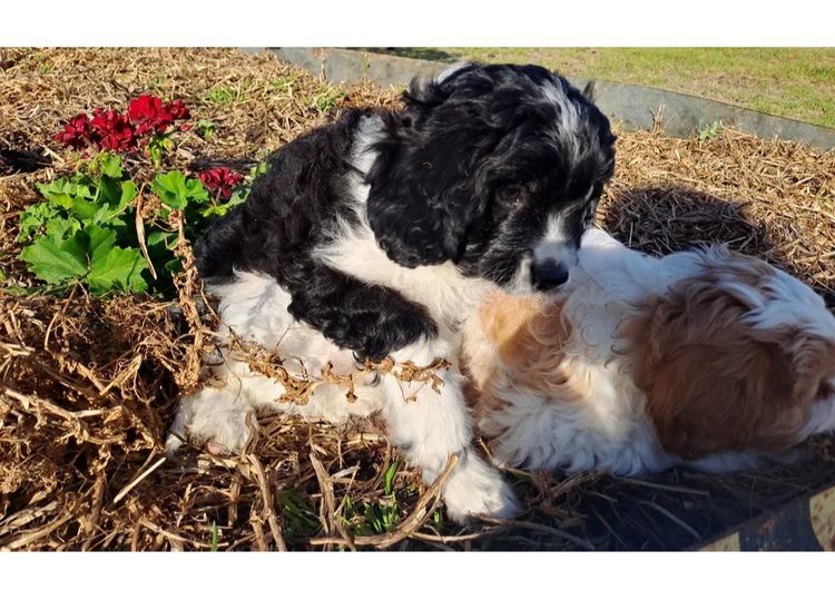 Serendipity Farmlet Albany Cavoodles