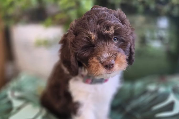 Serendipity Farmlet Albany Cavoodles
