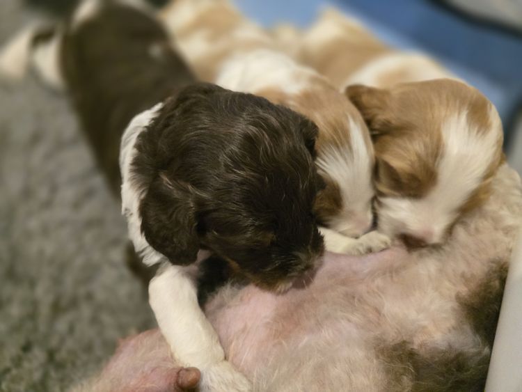 Serendipity Farmlet Albany Cavoodles