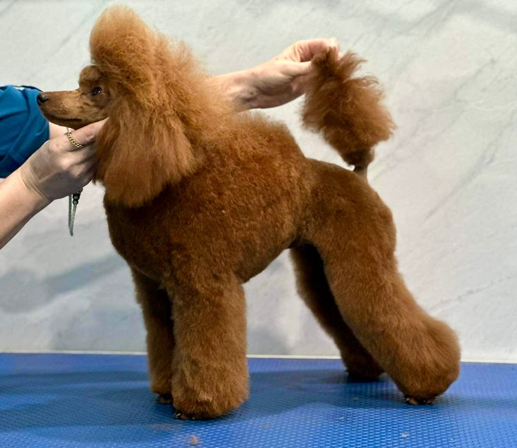 Gingerbreed Toy Poodles