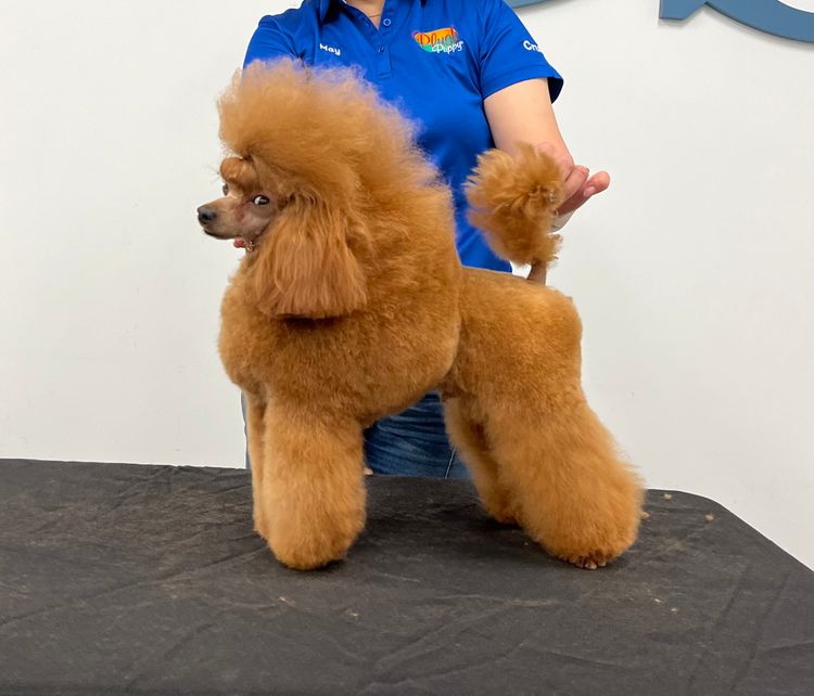 Gingerbreed Toy Poodles