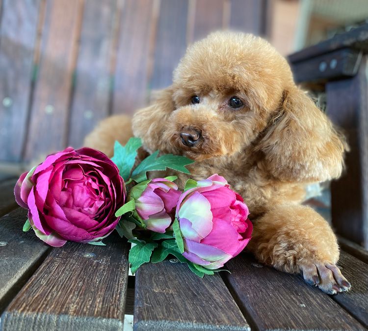 Gingerbreed Toy Poodles
