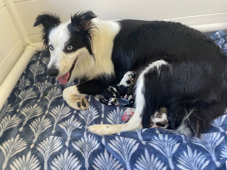Fureva Oodles and Collies