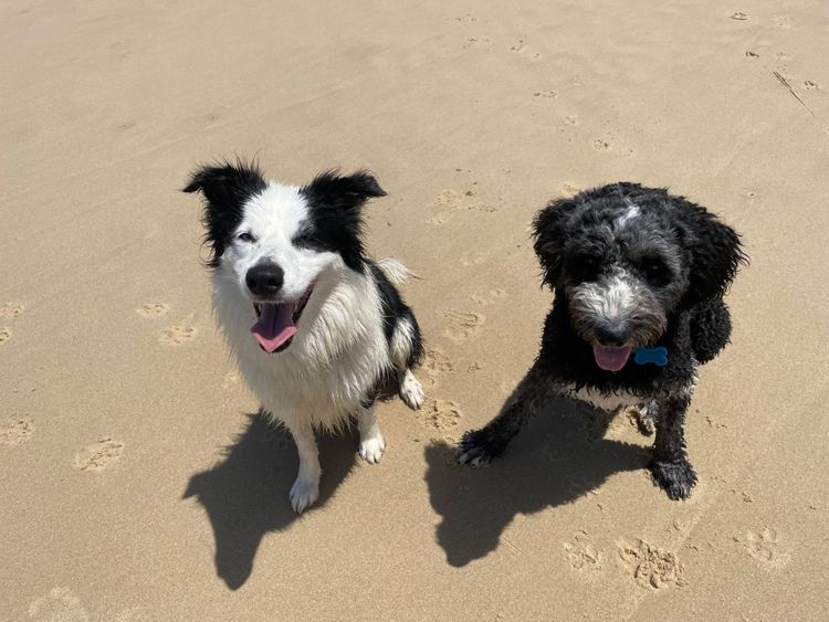 Fureva Oodles and Collies