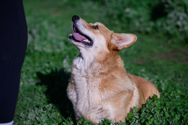 Goldenacre Corgi's