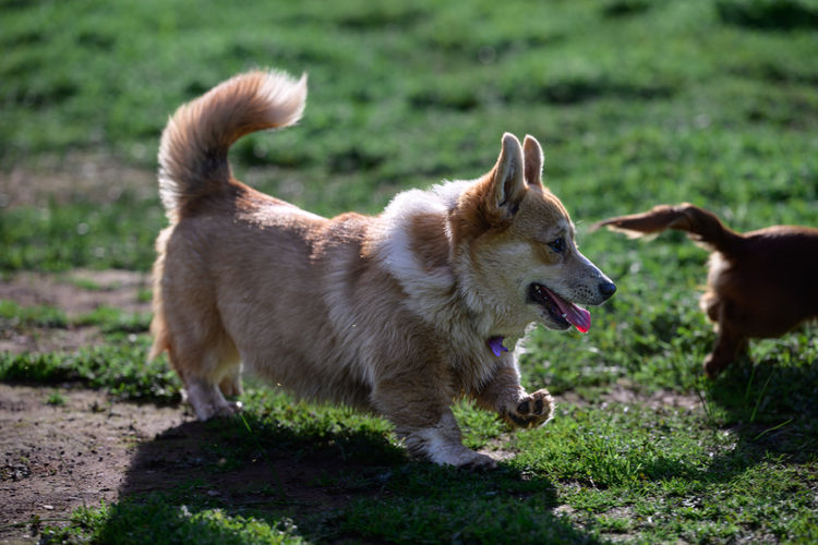 Goldenacre Corgi's