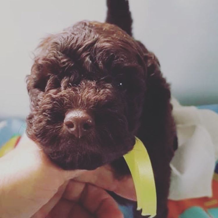 Serenity Bay Cavoodles