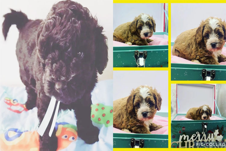 Serenity Bay Cavoodles