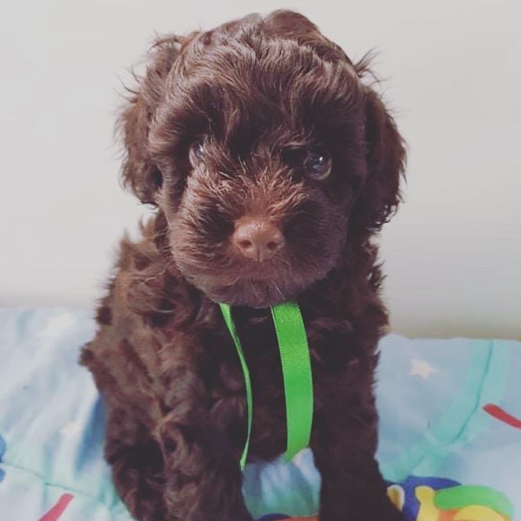 Serenity Bay Cavoodles