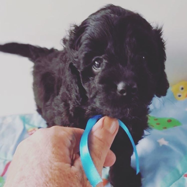 Serenity Bay Cavoodles