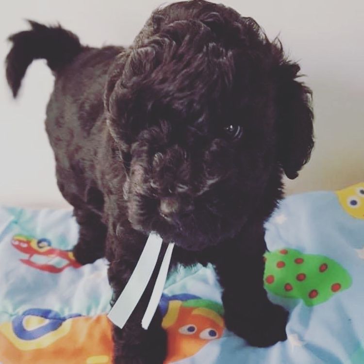 Serenity Bay Cavoodles