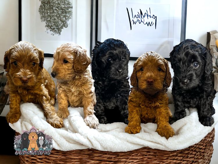 Oodelicious Cavoodles