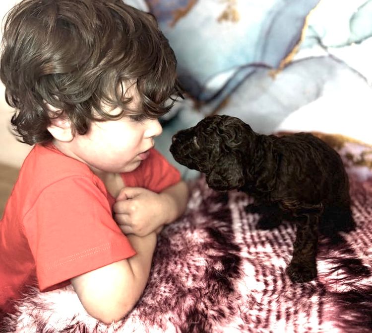 Oodelicious Cavoodles