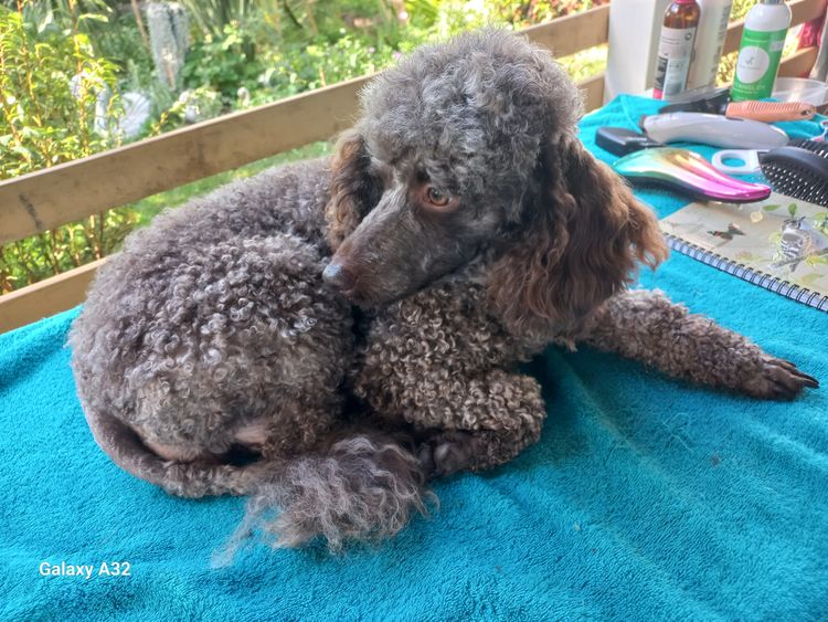 Lecaniche Miniature Poodles
