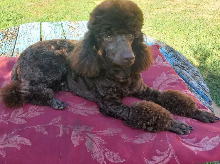 Lecaniche Miniature Poodles