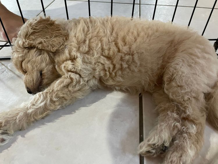 Blonde Cavachons