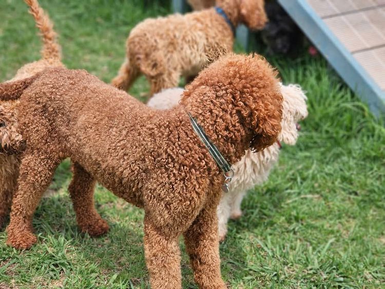 Par Annette Standard Poodles