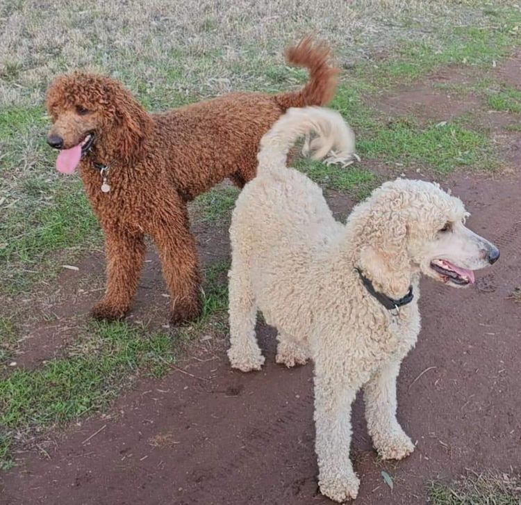 Par Annette Standard Poodles
