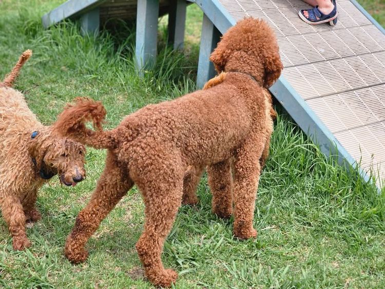 Par Annette Standard Poodles