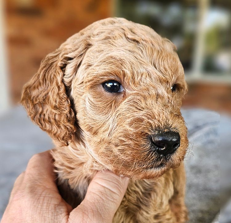 Par Annette Standard Poodles